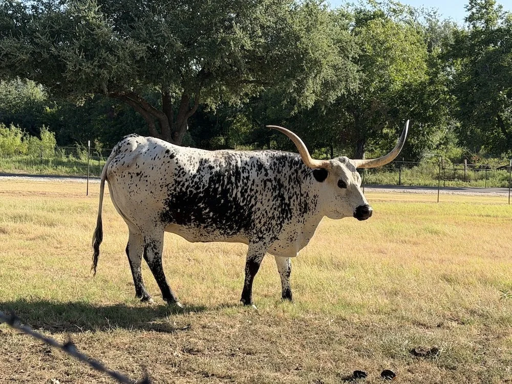 Longhorn on Rhea rd.jpg
