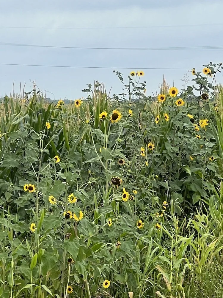 Sunflowers 2024.jpg