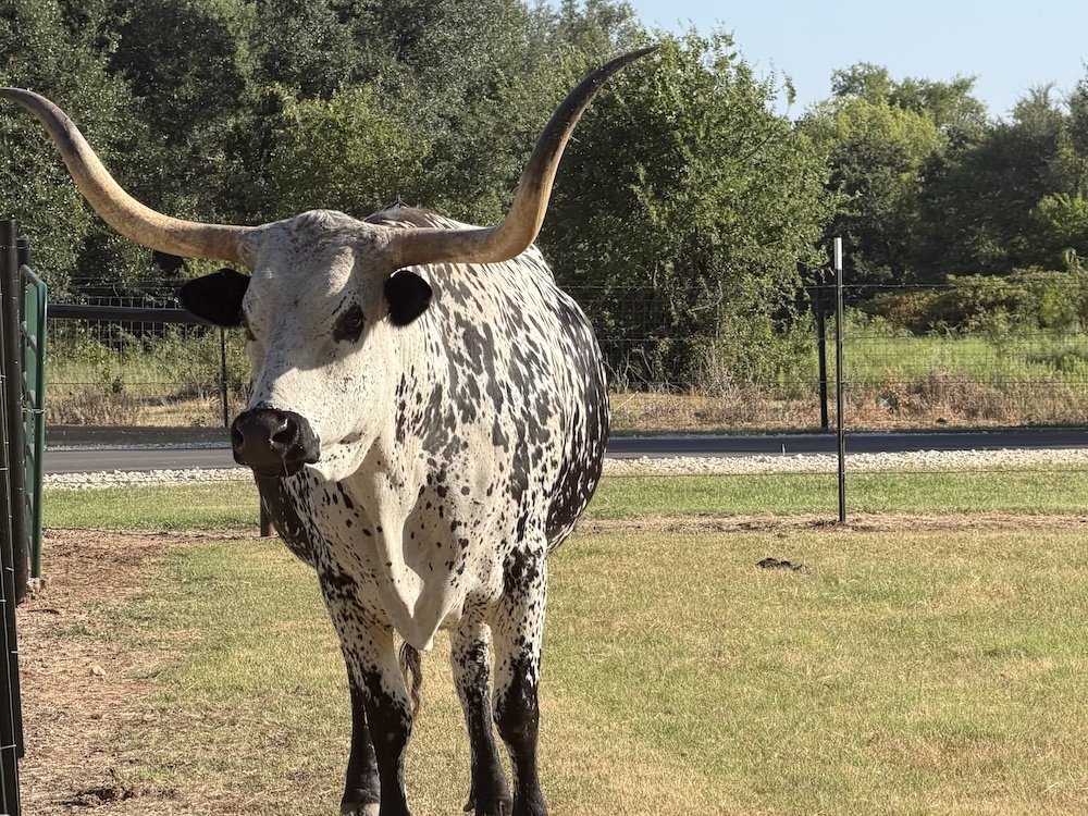 longhorn Closeupl.jpg