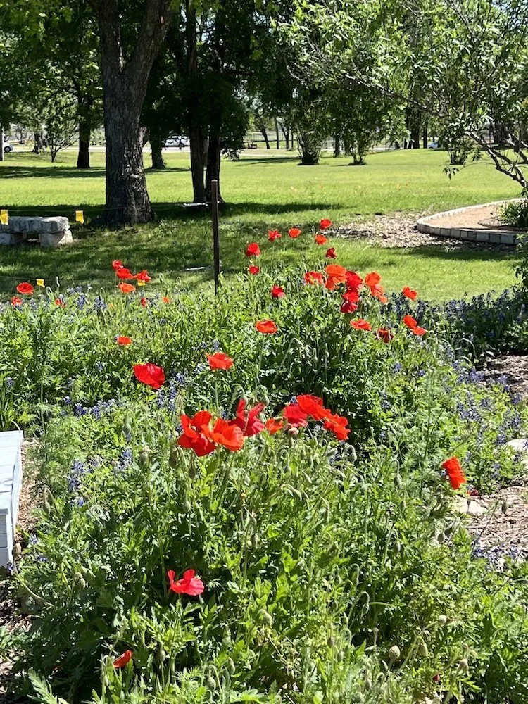 Poppies.jpeg