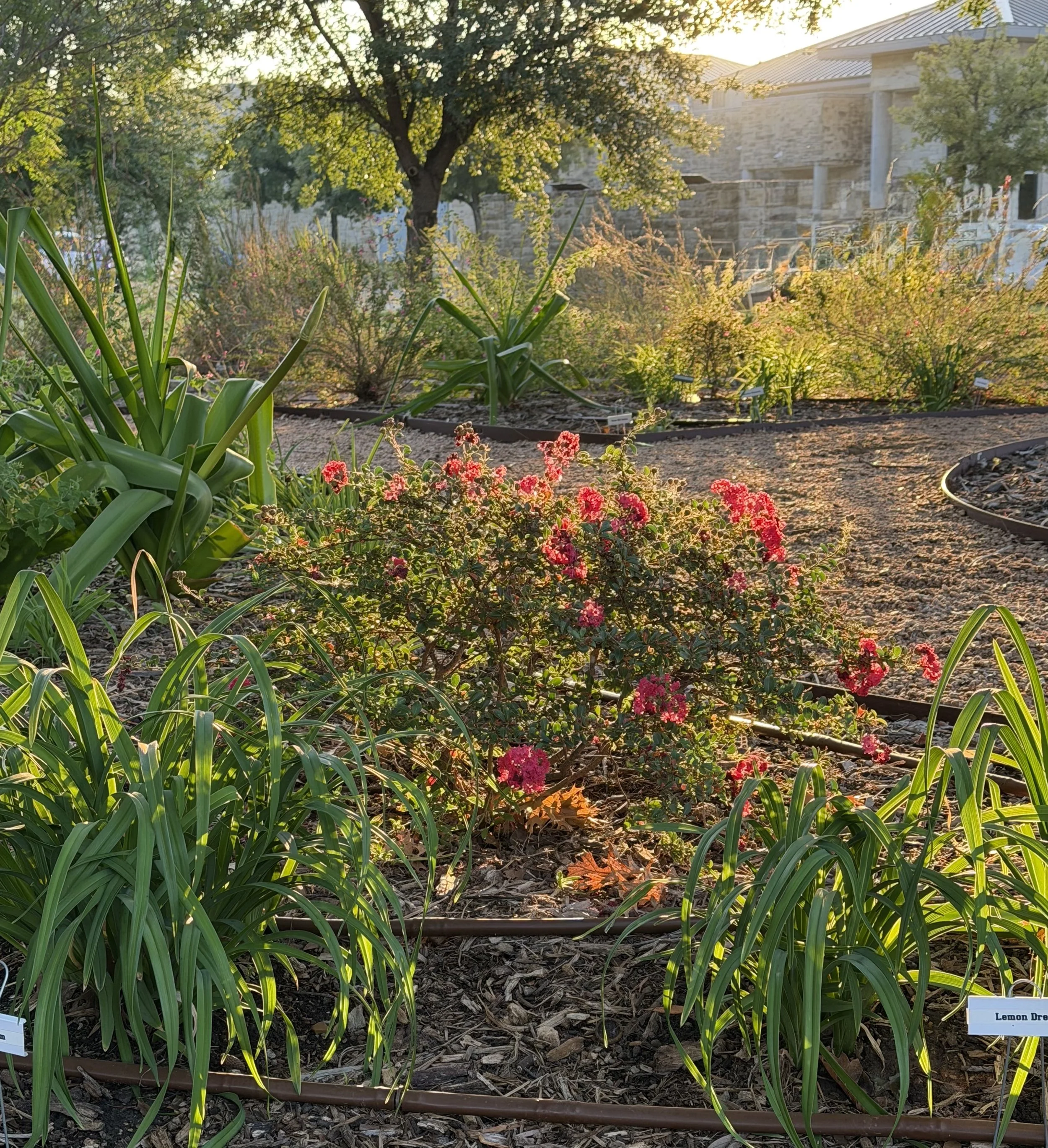 Garden 10 9.jpg