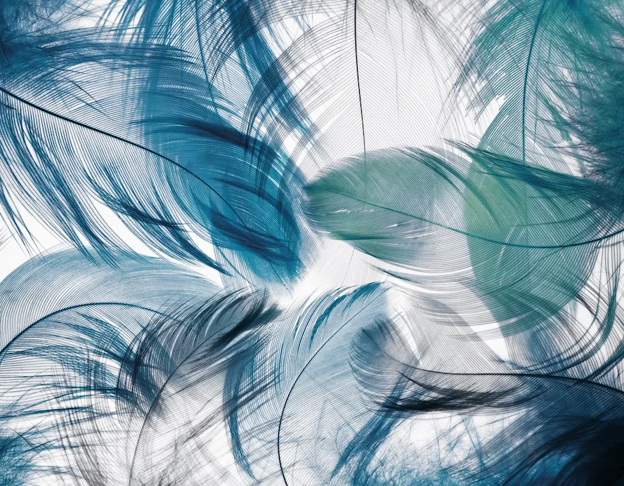 feathers.jpeg