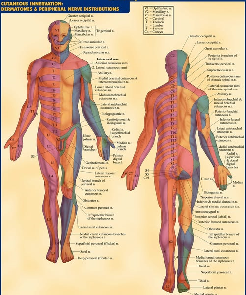 cias cervical spine for placement.png