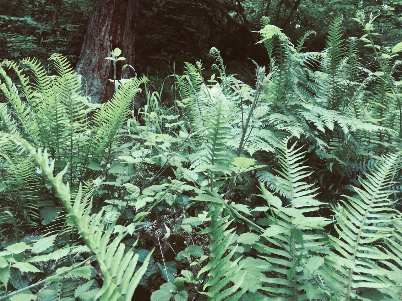 IMG_3637-1.jpeg