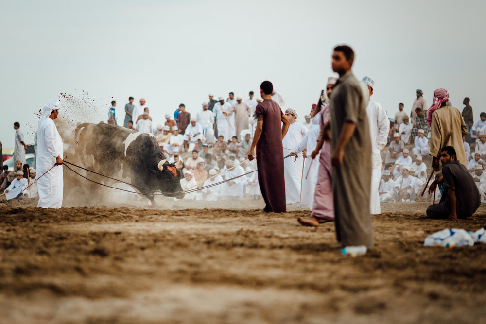  handlers prepare a bull for his next fight in a suburban neighborhood in Al Musannah