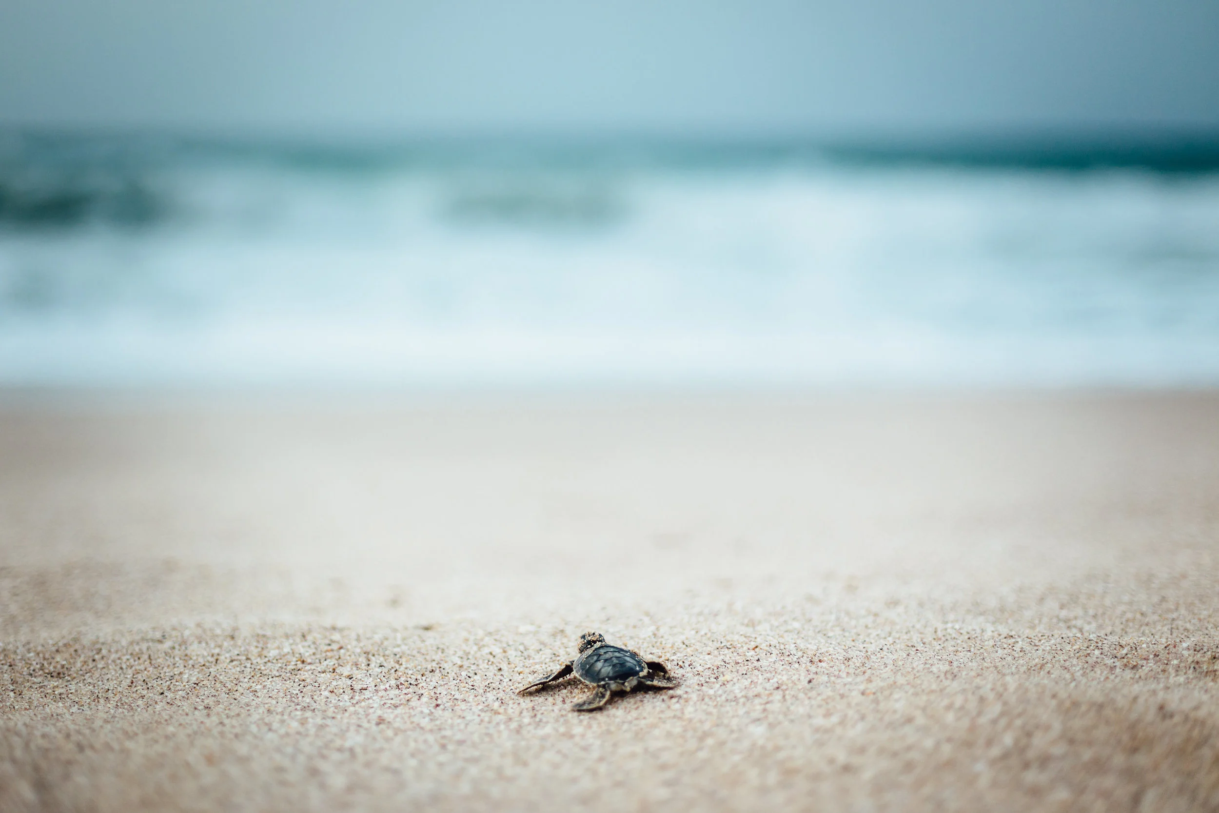 A lone green sea turtle marches towards the sea shortly after hatching at Ras Al Jinz.
