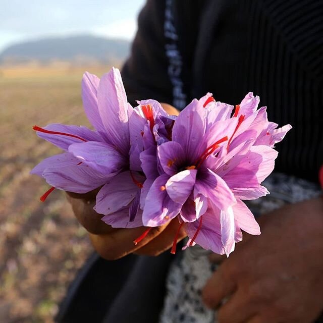 ⴾ saffron picking in Iran with @attakenare via @middleeasteye noting &ldquo;The delicate purple leaves of the plant hold just three or four of the even more delicate red stamen. The flower sprouts for just 10 days a year and the tiny filaments sell f