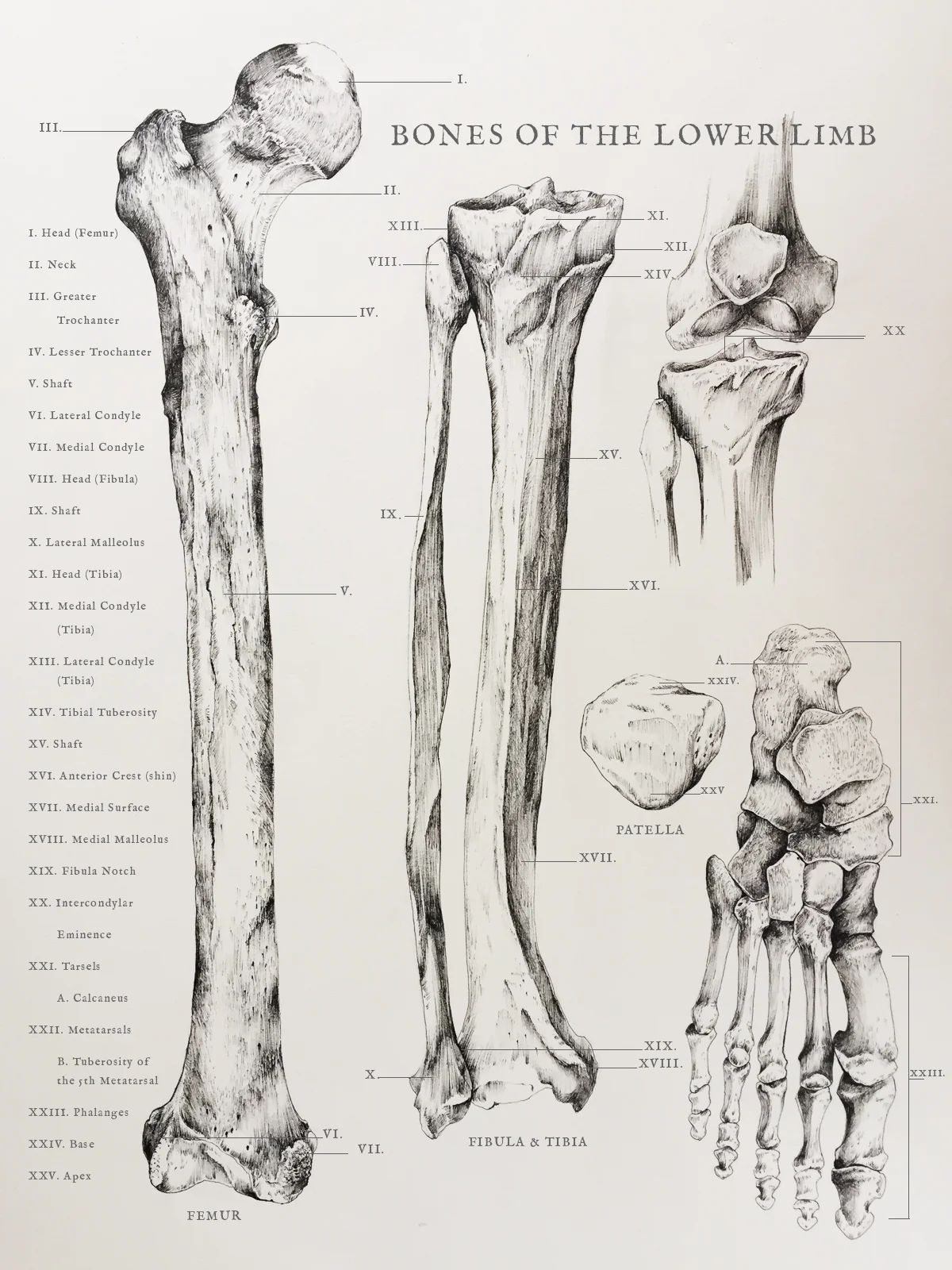 bones of the leg.jpg