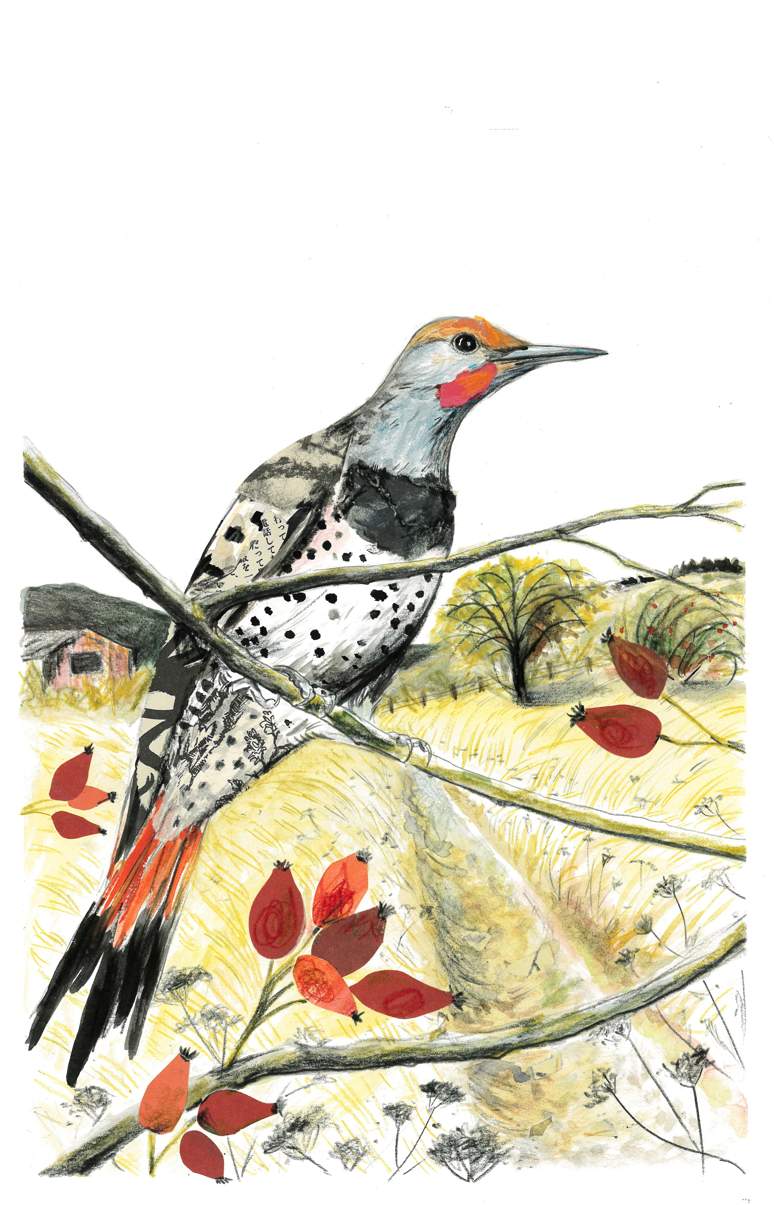 Northern Flicker, September