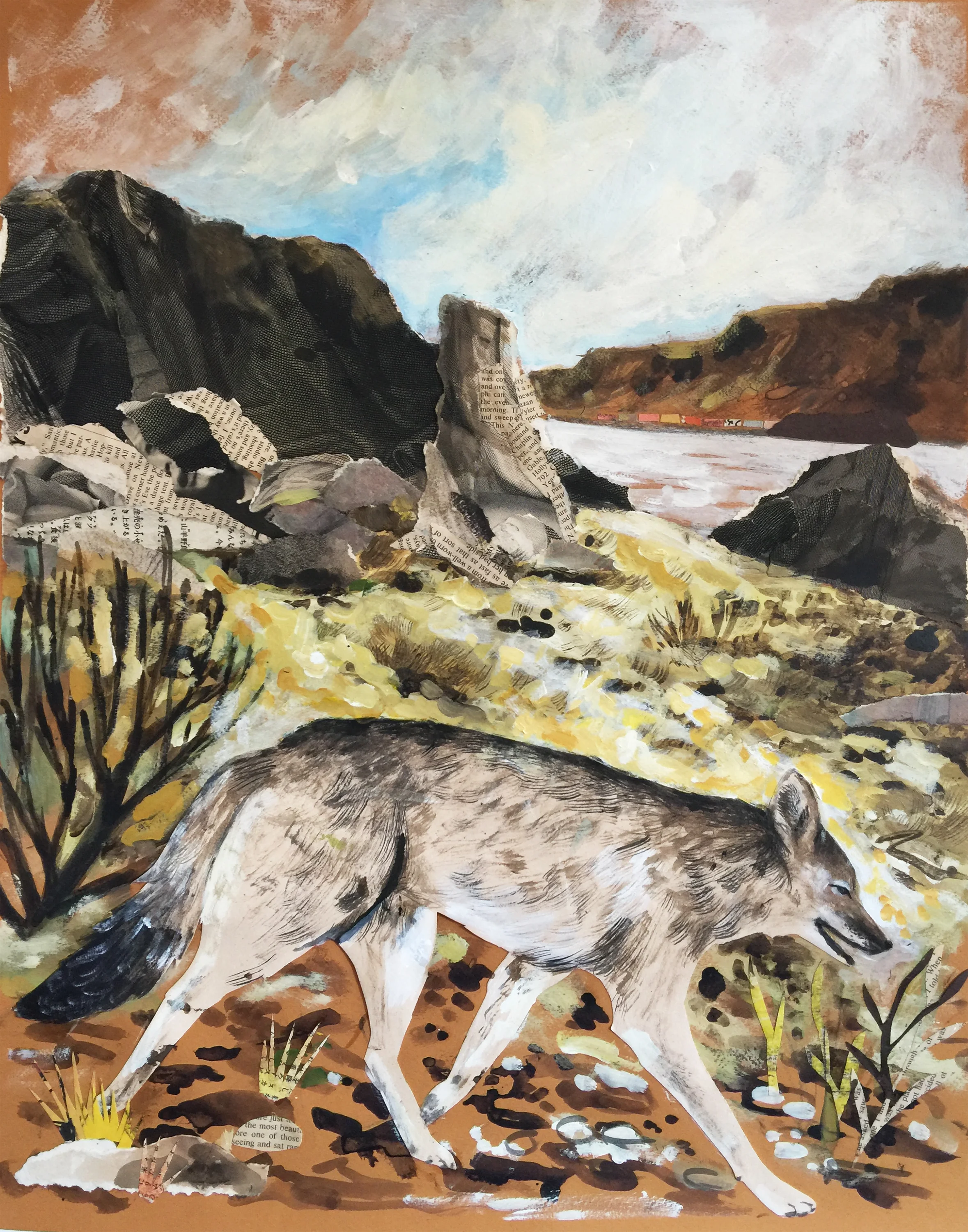 Coyote