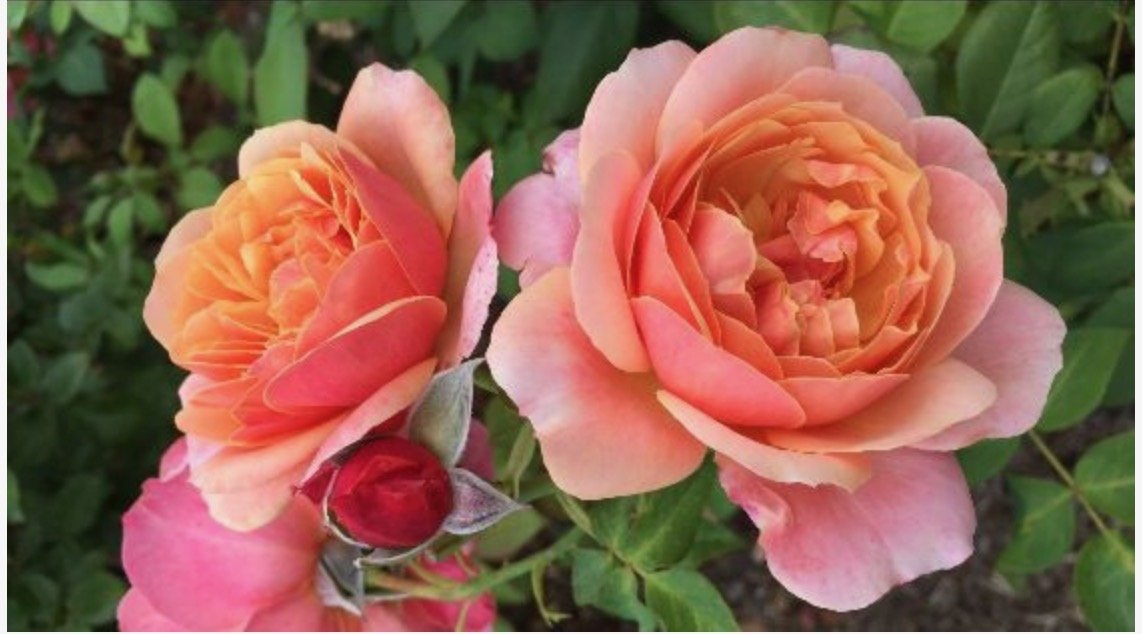 Screenshot 2023-03-14 at 2.20.19 AM.jpeg