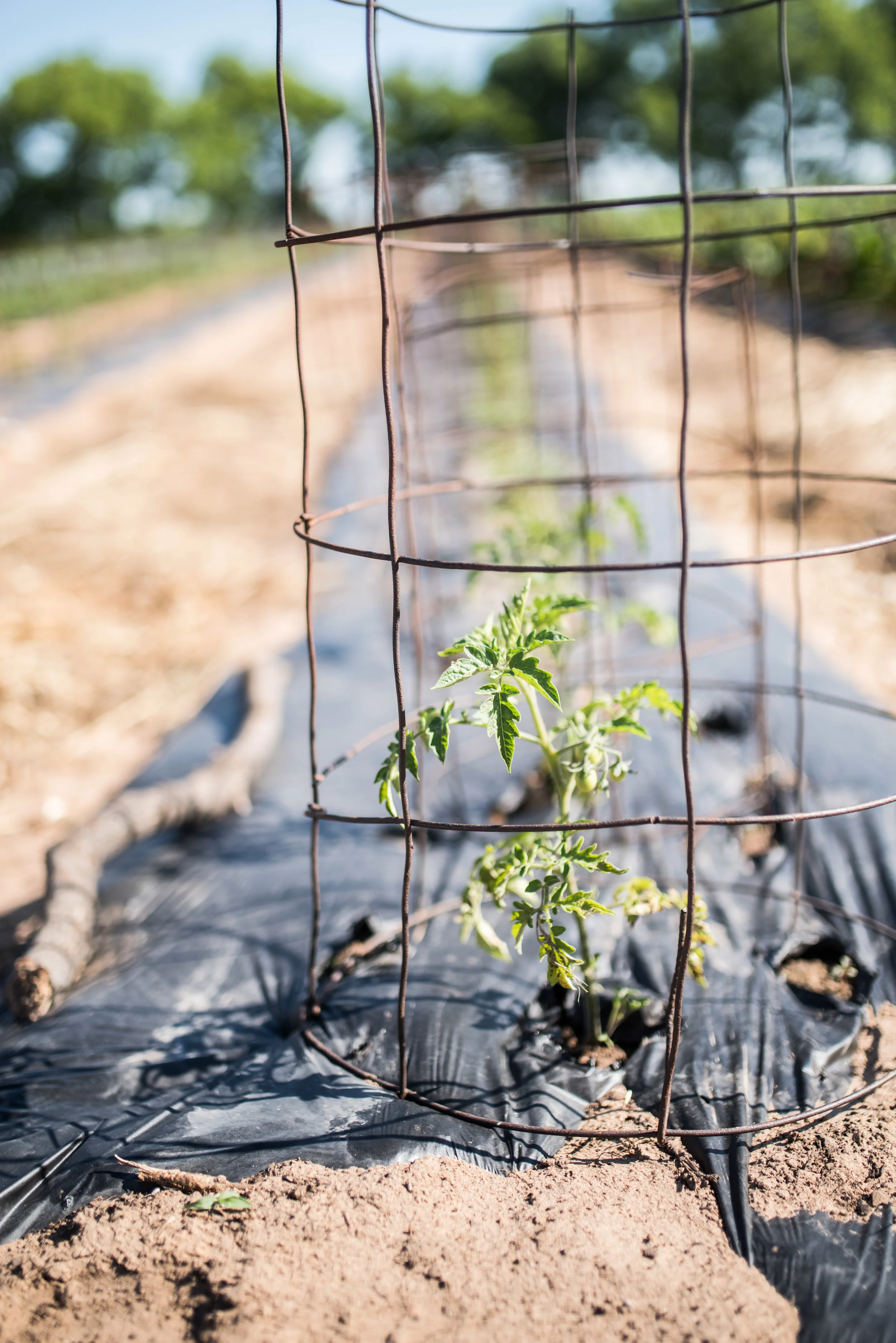 spring farm-3.jpg
