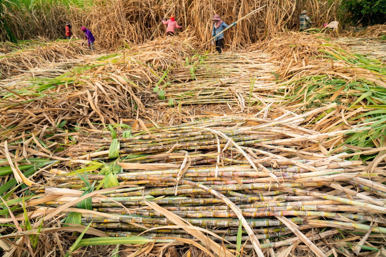 Workers in the fields of sugar cane just panela sugar.jpeg