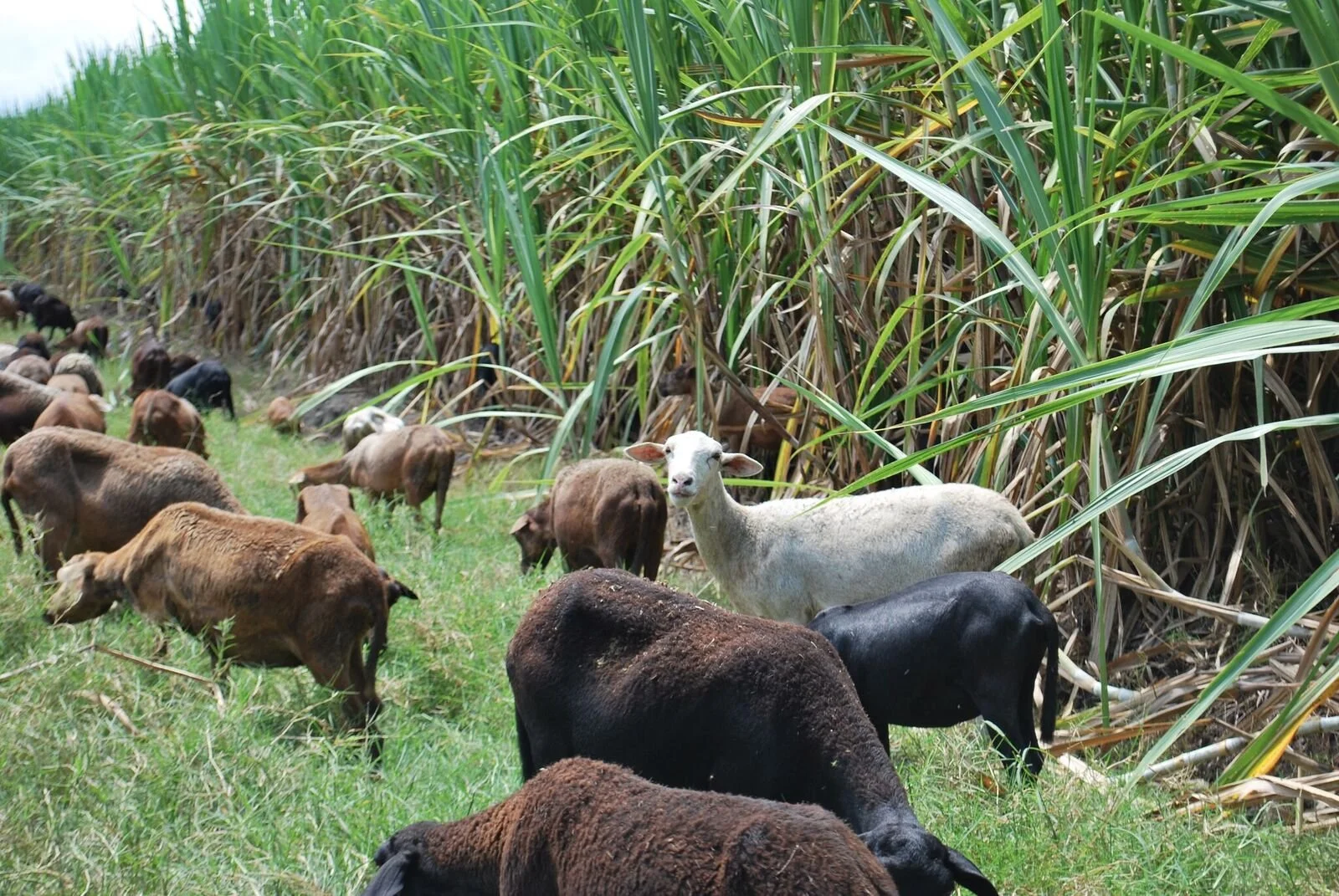 The Good, The Bad, and the.... Goats!