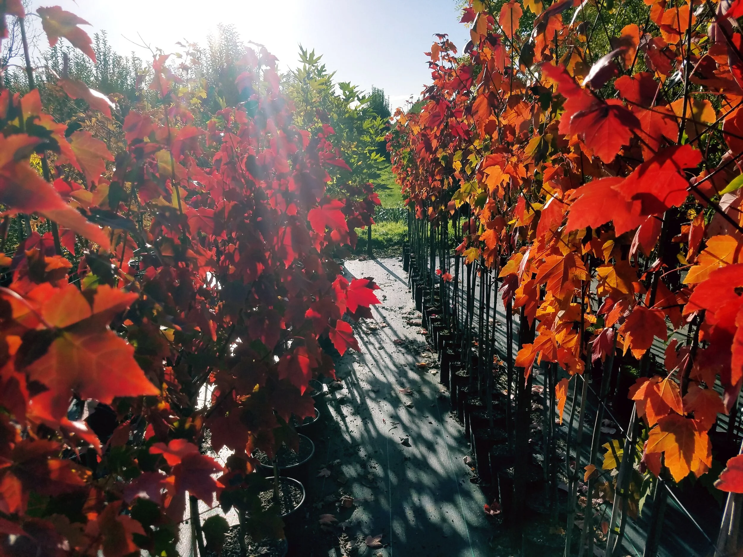 Acer rubrum &amp; freemanii