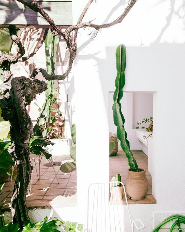 Summersun and cactus mood- beautifully captured by @iaiacocoi  #housetorent #mallorcaholidays #designershouse #cactusgarden #mediterraneanhome #pooltime #holidayrentalspain #mallorcadesign #pinkwalls