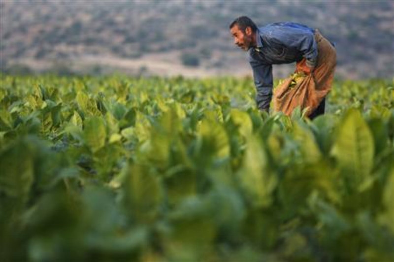 Tobacco is another crop important to economic survival for Palestinian farmers – which makes it an excellent target for those seeking to ruin them. REUTERS/Mohamad Torokman