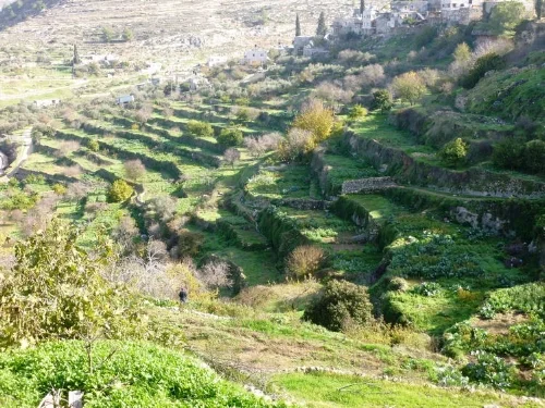 Battir’s terraced farmland
