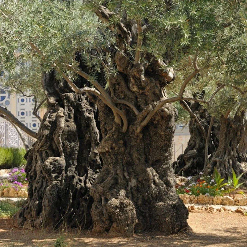 Easter for us, but Palestinians are still in Gethsemane