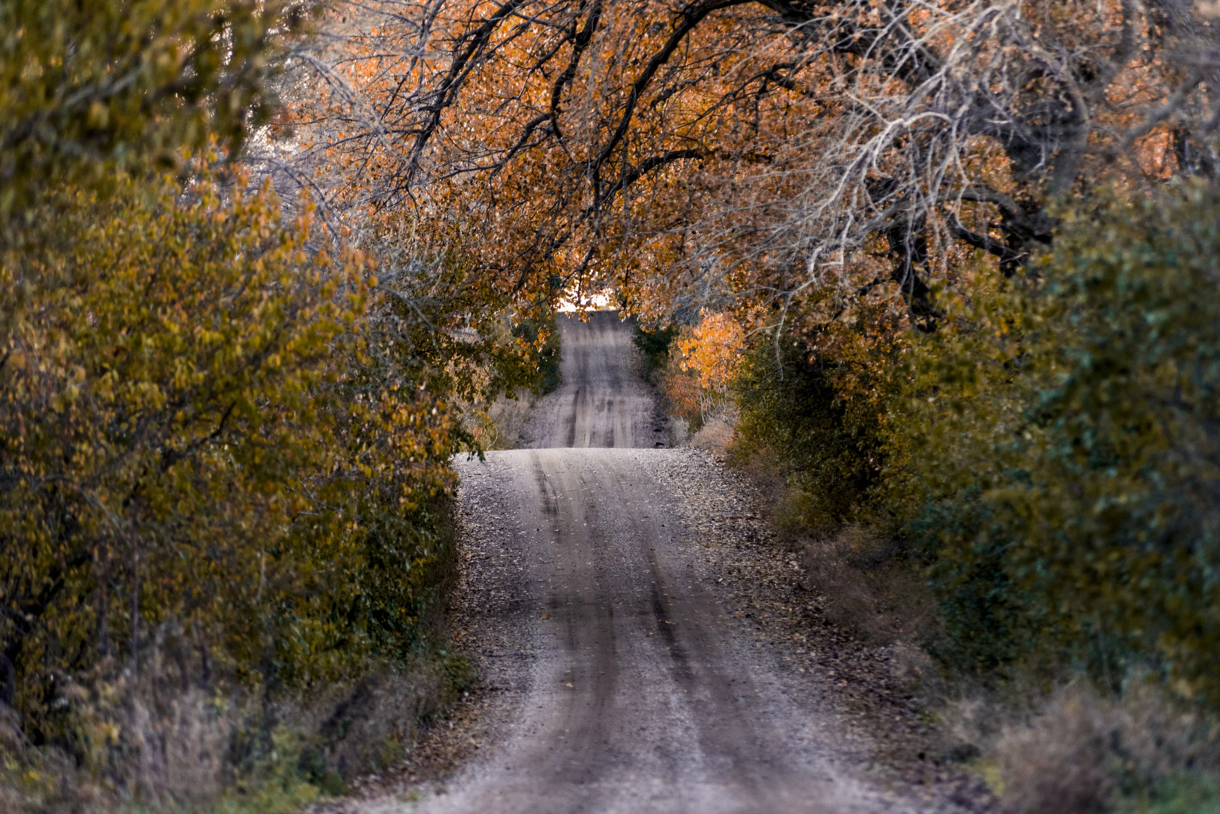 DSC_8088-2.jpg