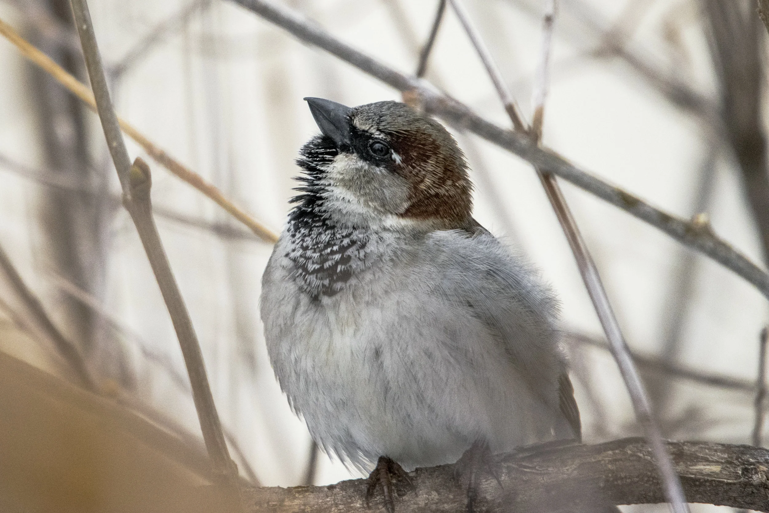 DSC_0087.jpg