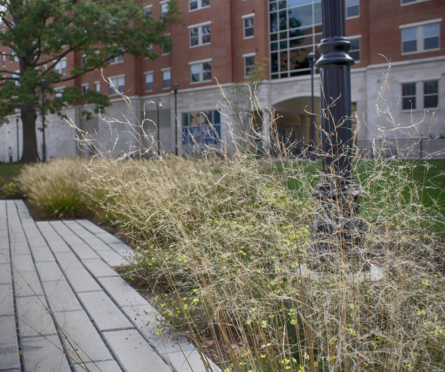 ukasb-grass.jpg