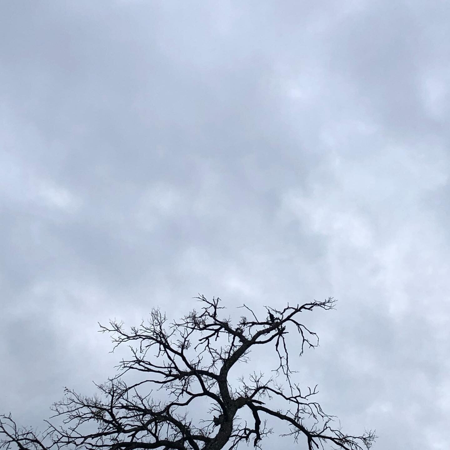I am not normally a lover of spooky things. But this random fall weather, dead tree, overcast sky and a raven in the uppermost branches? It was like Halloween teaching into September to say hello. Are you more excited about fall than you ever have be