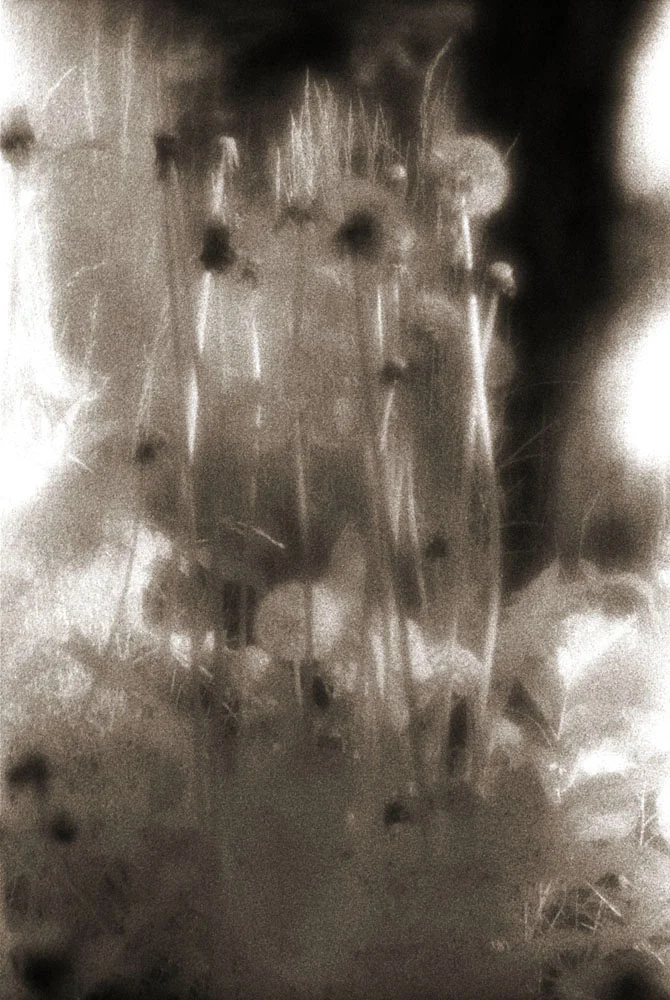 Dandelion Clock.jpg