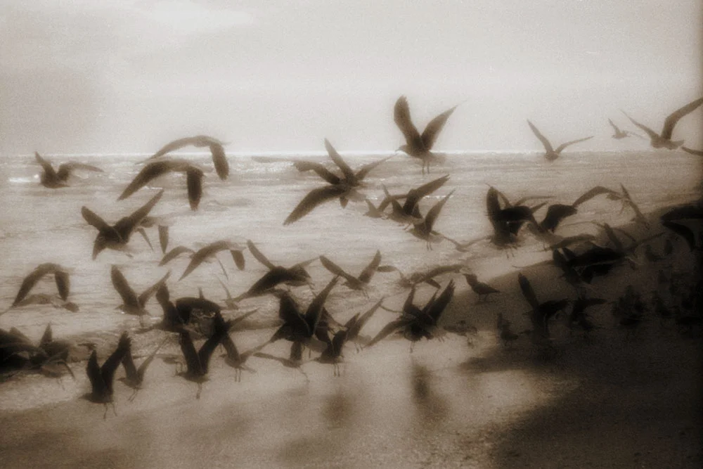 Sea Gulls Flying.jpg