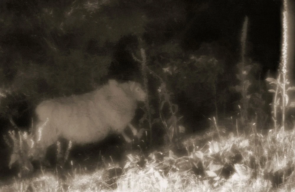Sheep in Disguise.jpg