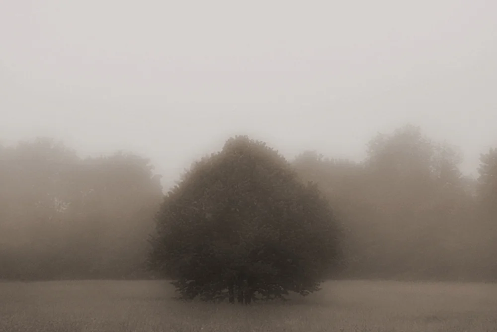 Witness Tree.jpg