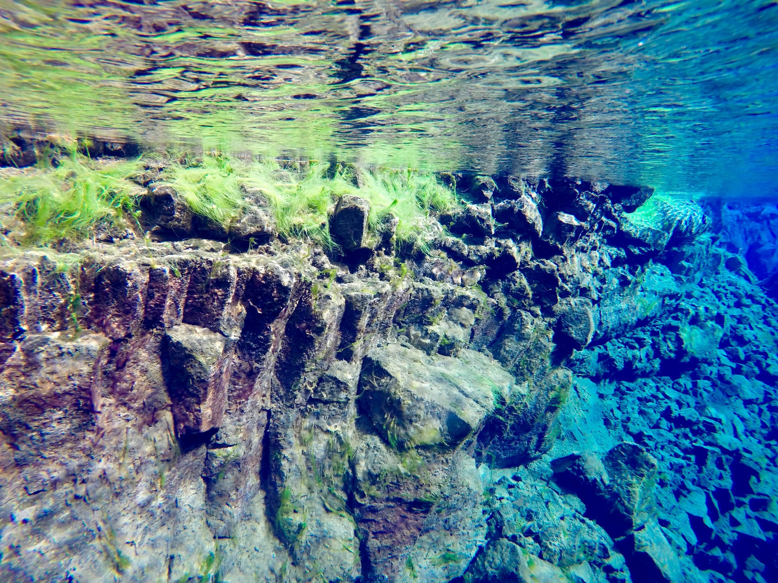 iceland-silfra-fissure-snorkel-algae.jpg