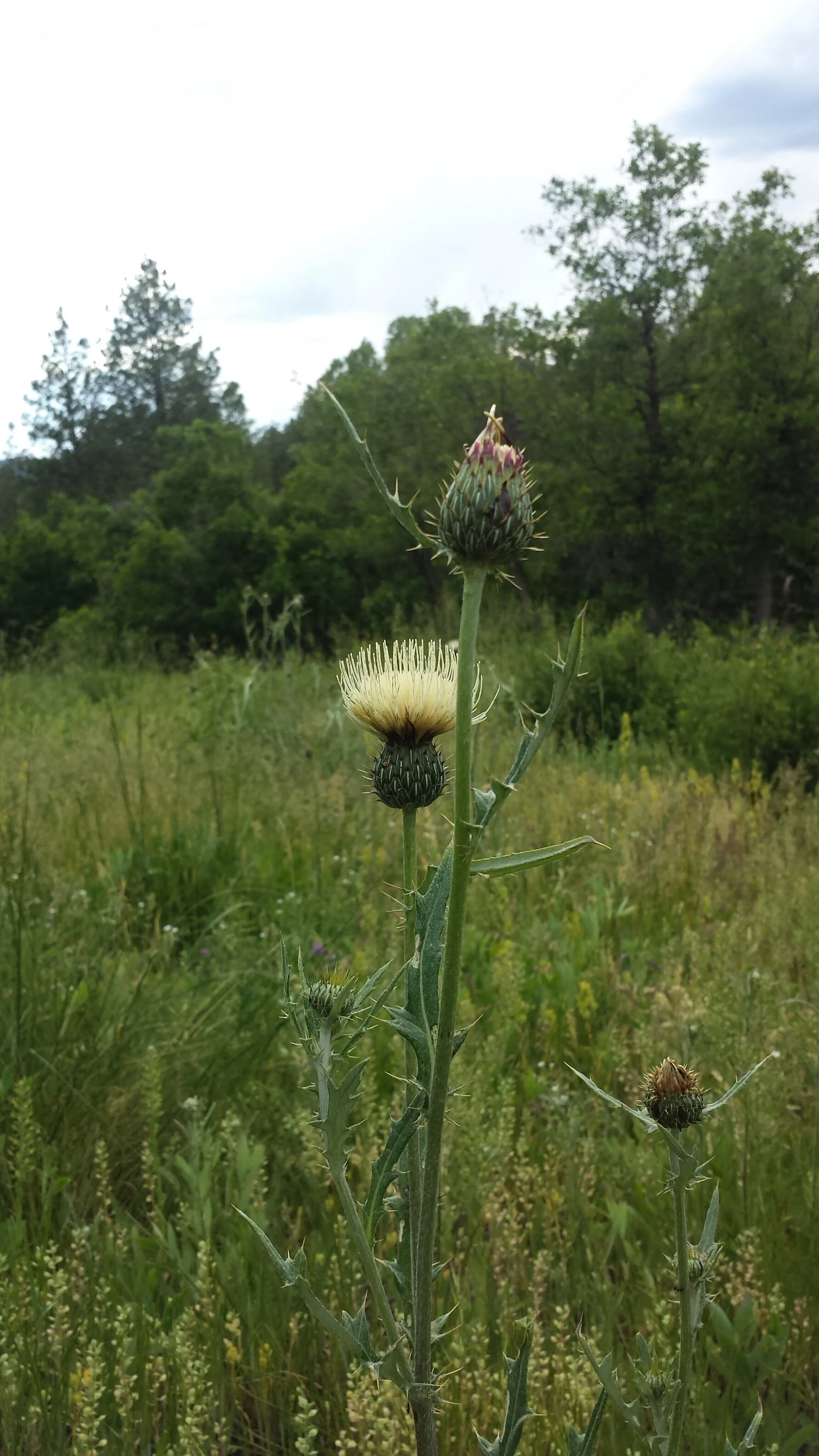 thistle.jpg