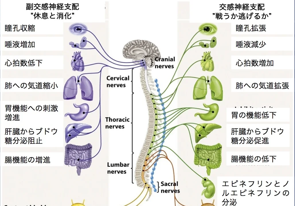 バテない栄養.jpg