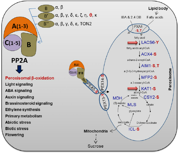 Brief-overview-of-Arabidopsis-PP2A-heterotrimer-complexity-and-functions-The-PP2A.png