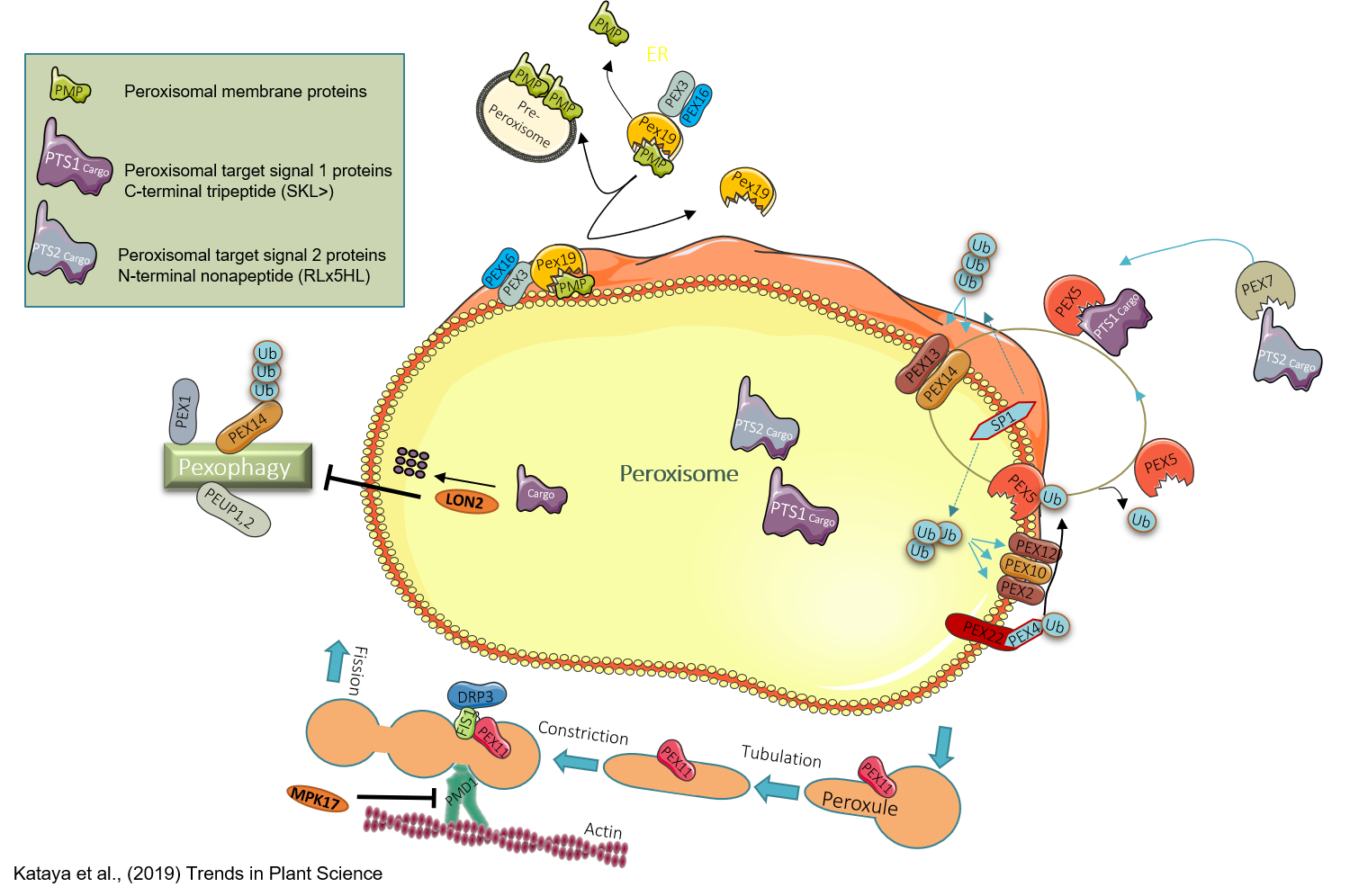 An Oligomeric Protein Is Imported Into Peroxisomes In Vivo DHFGVL An Oligomeric Protein Is Imported Into Peroxisomes In Vivo DHFGVL