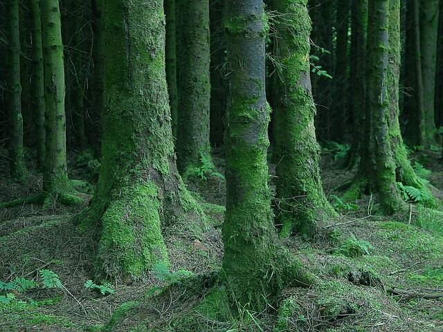 forest-3718__480.jpg