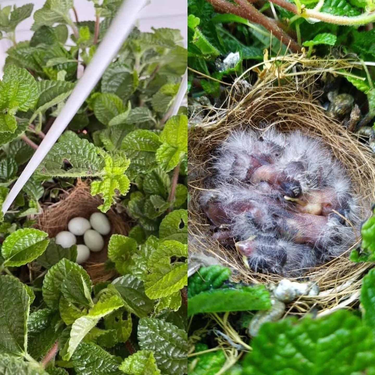 In early July we discovered a nest in our Creeping Charlie plant. Almost two weeks later these beautiful babies hatched ✨💚 Being a new mother myself, it has been a beautiful experience to watch Mama bird work hard taking care of her babies, right ou