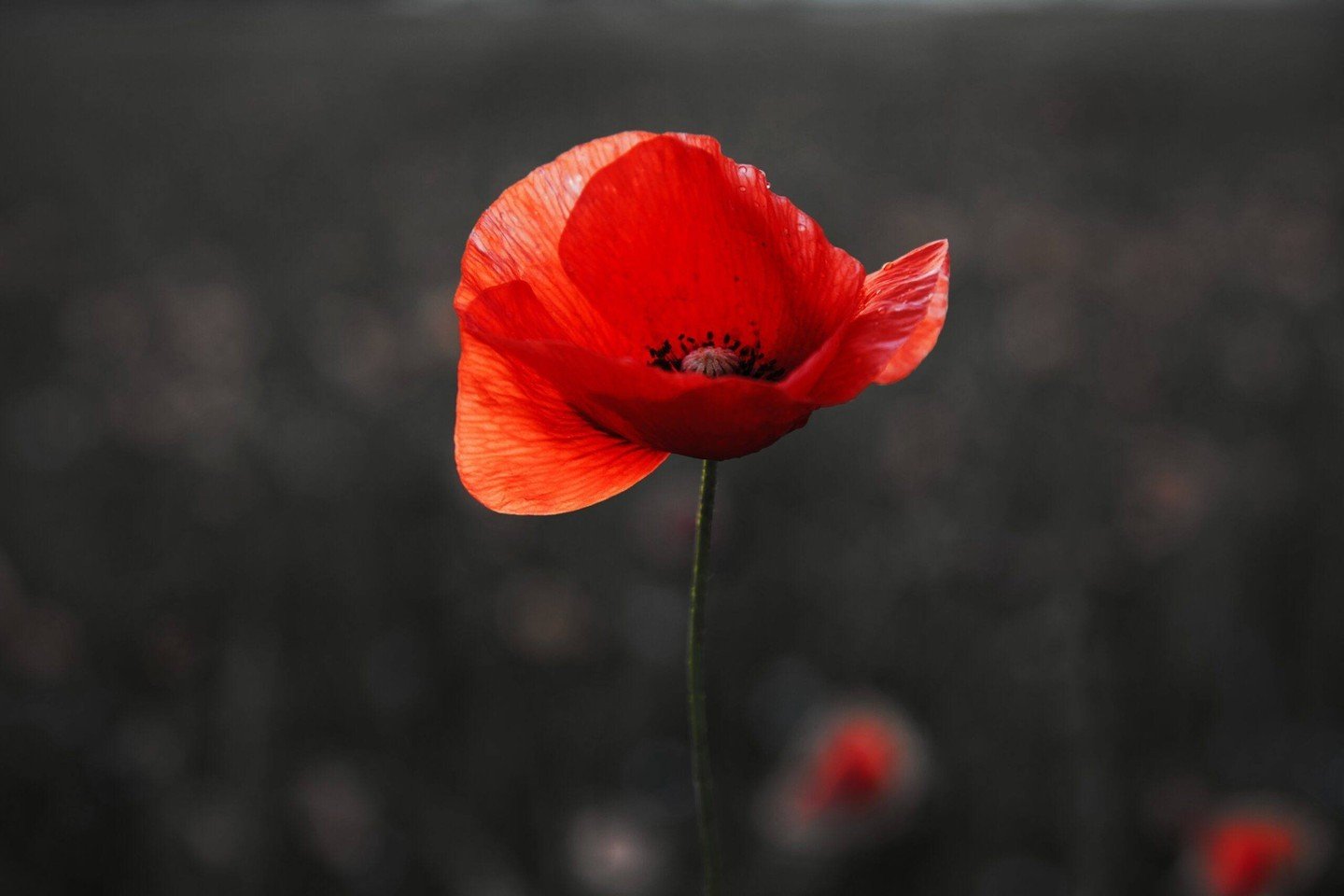 On this ANZAC Day, we come together as a nation to honor and remember the brave men and women who served and sacrificed for our country. 

ANZAC Day holds a special place in the hearts of Australians and New Zealanders, commemorating the landing of A