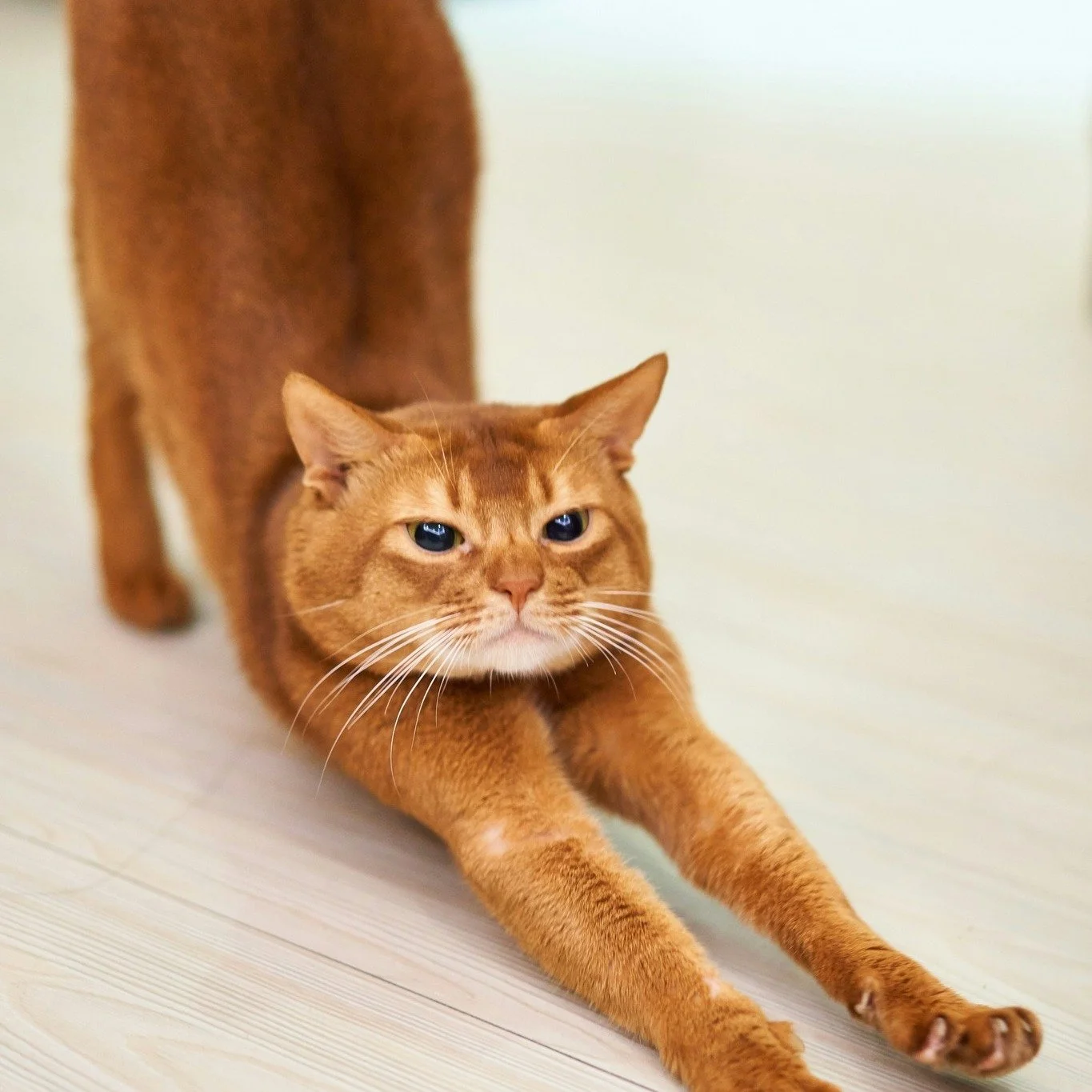We want to see and feel real changes from our mobility and stretching routine right?

Stretching isn&rsquo;t just about holding a pose and hoping for the best&mdash;it&rsquo;s about how you apply it. So how to get the most out of your mobility work i