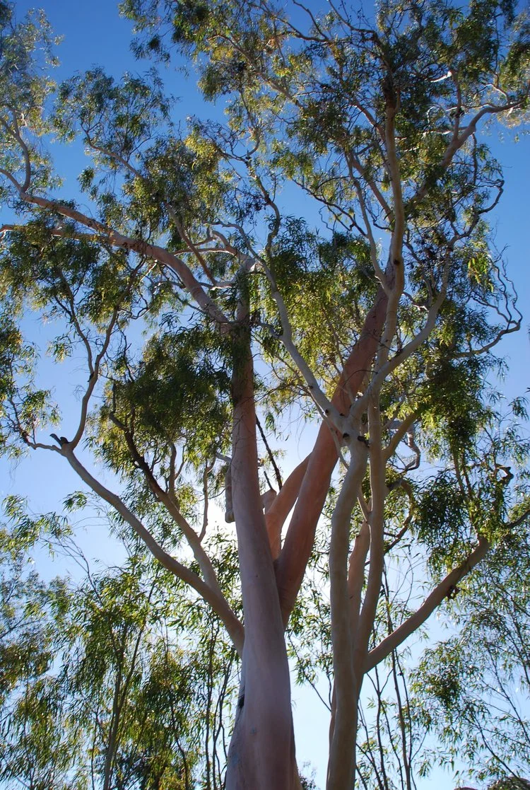 DSC_0439.jpg