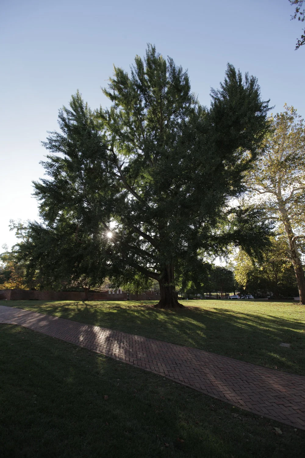 TREES1:HOOS5.jpg
