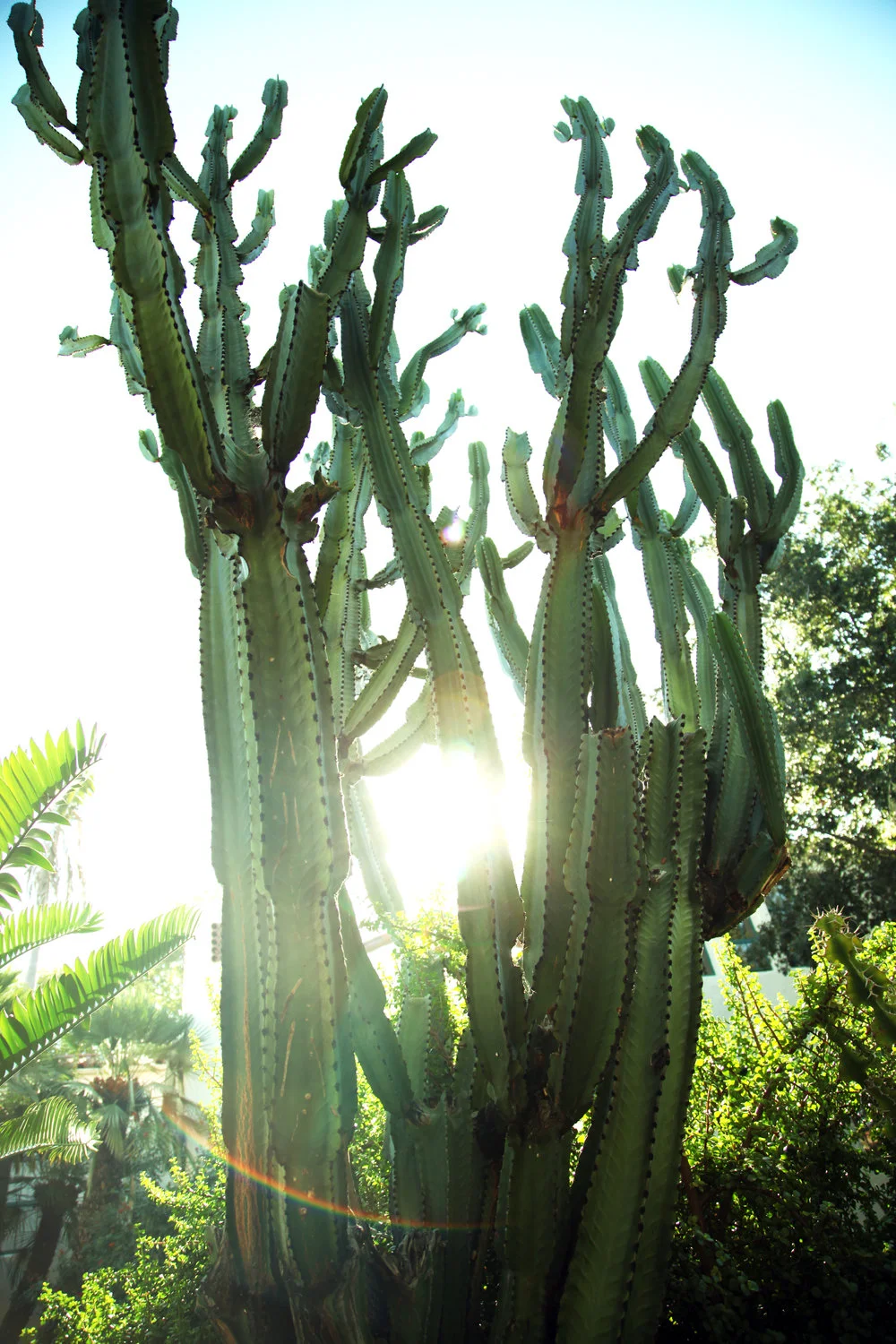 TREES2.jpg