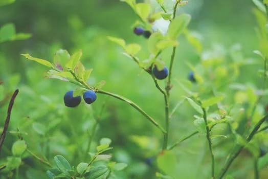 Blueberries: Delicious and Healthy