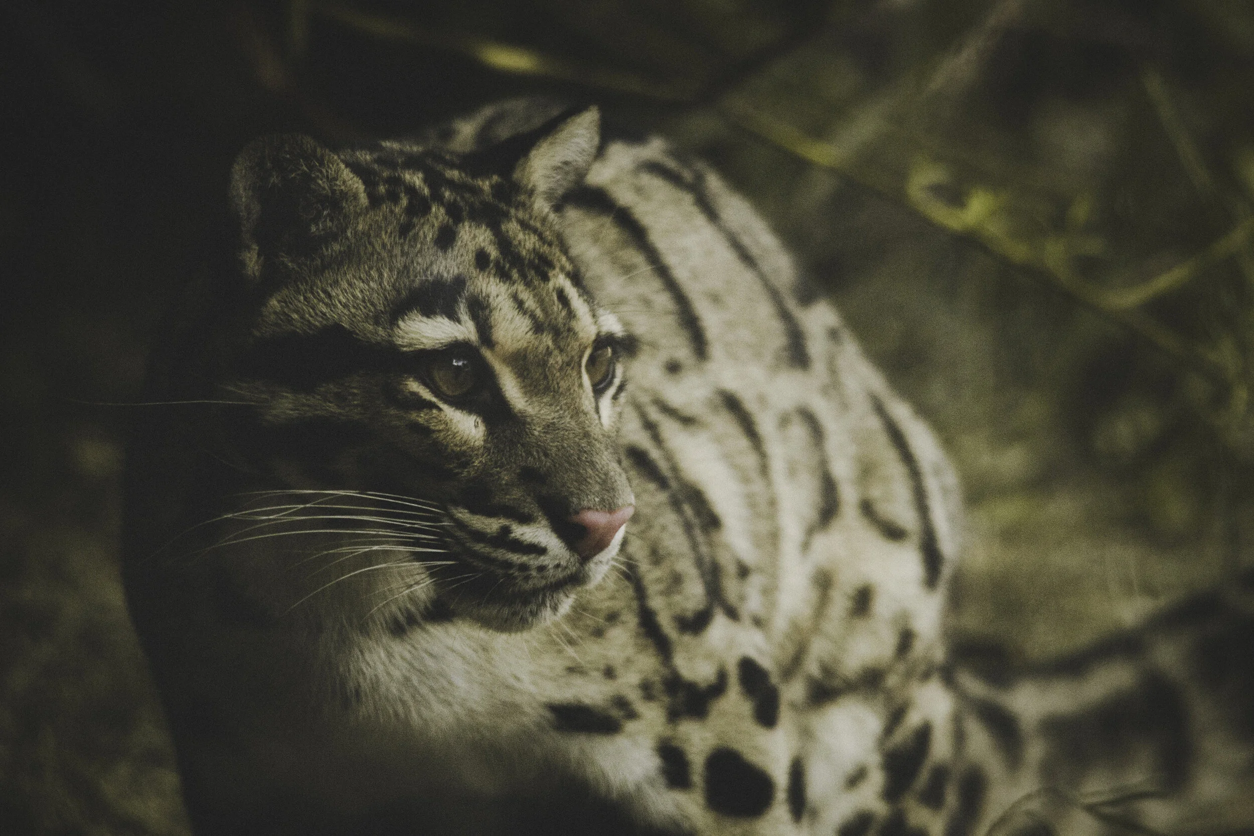 Species Spotlight: Clouded Leopard 