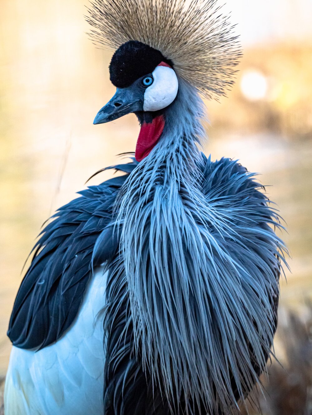 The Red-crowned Crane in the DMZ — Defend Them All Foundation