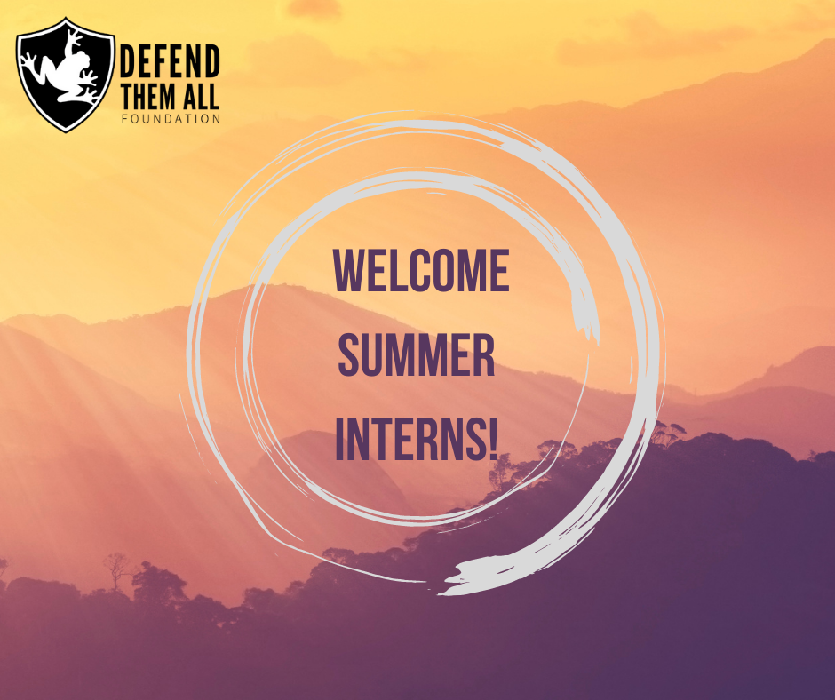 DTA Welcome's Summer Interns!