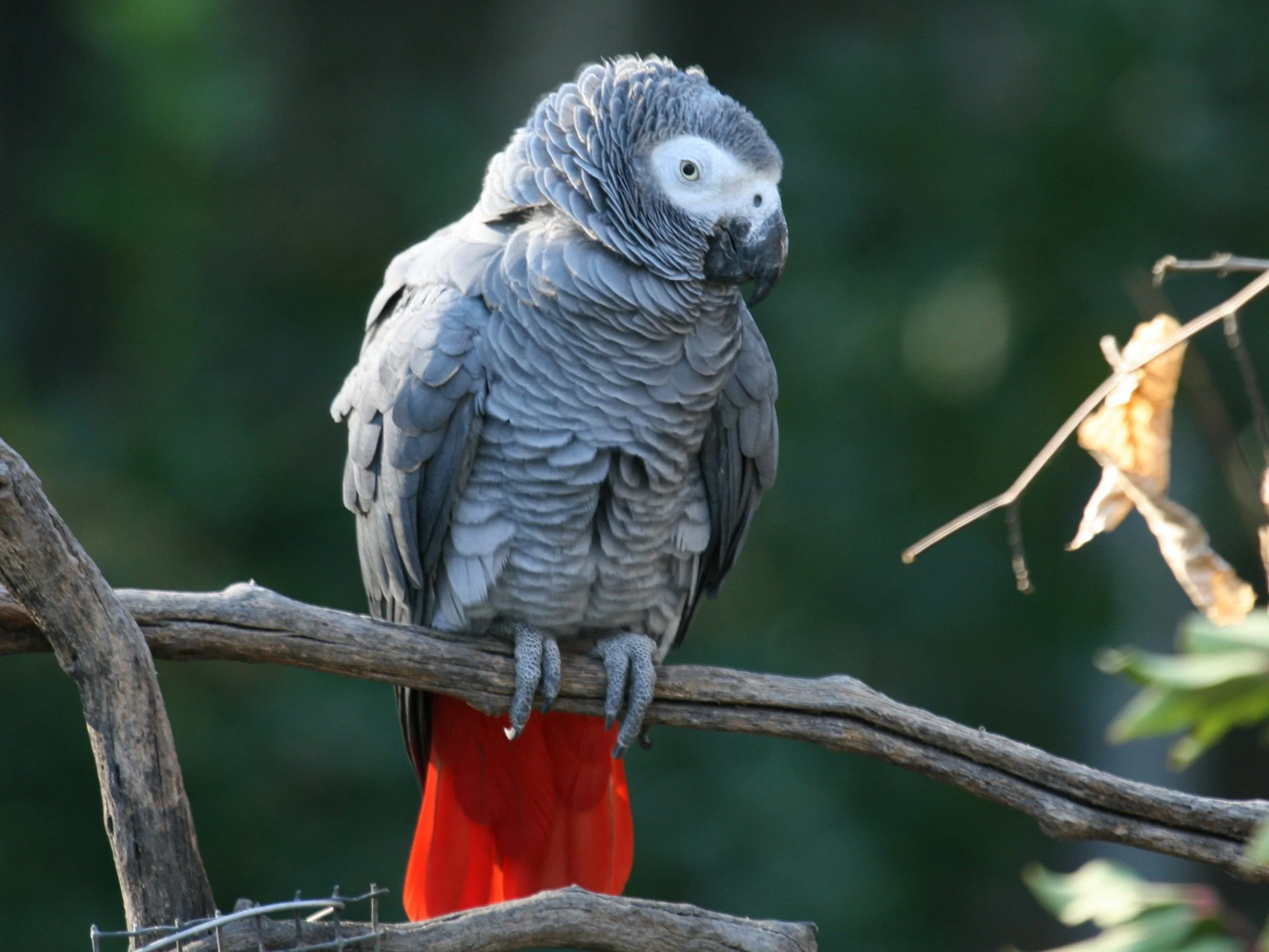 Gray Parrots