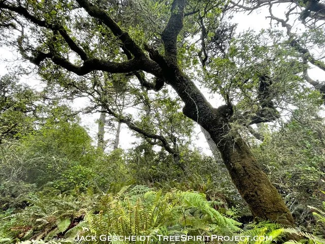 Forrest 'Management' Plan Threatens Special Status Species at Tomales Bay State Park