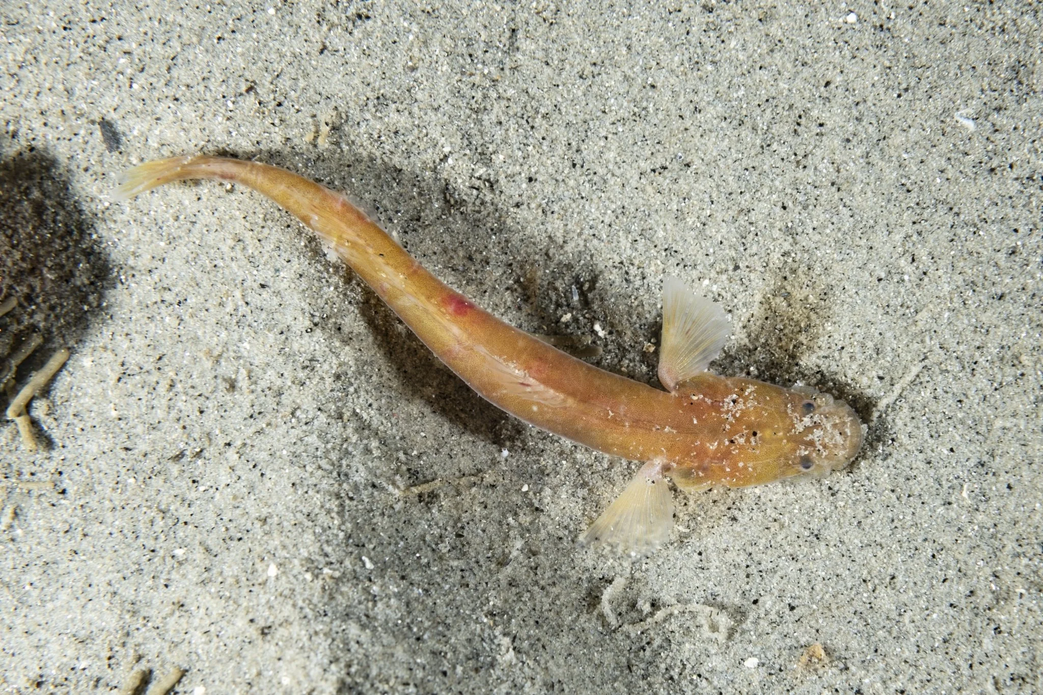 Species Spotlight: Halfblind Goby